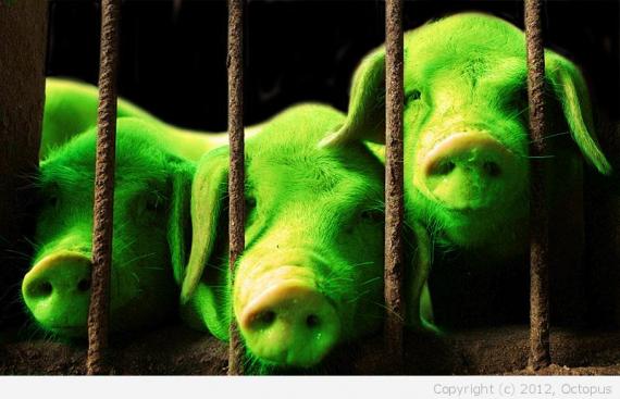 Зеленые свиньи